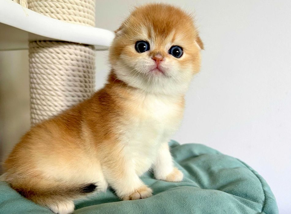 Piękny złocisty chłopiec szkocki fold