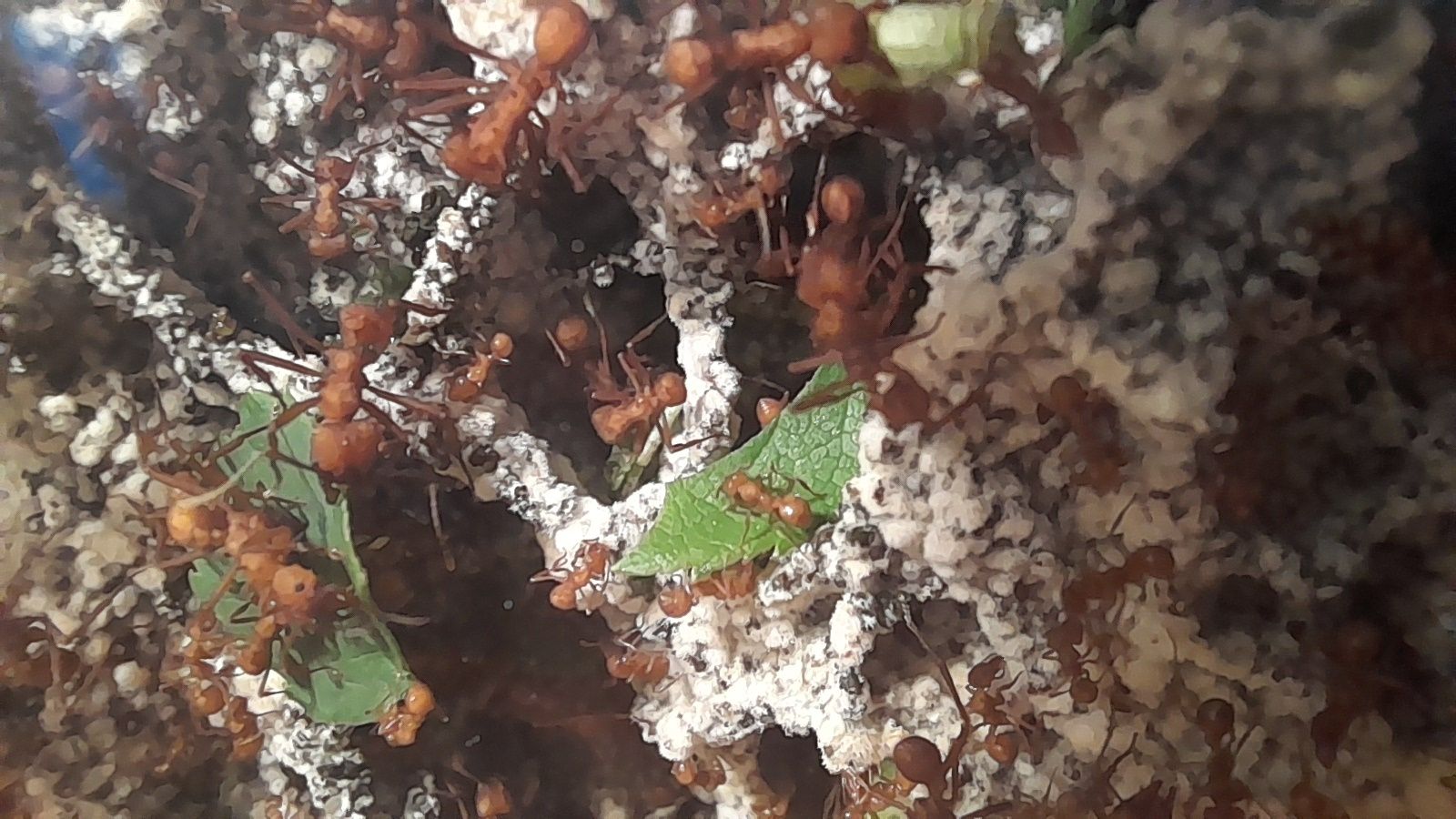 Mrówki Acromyrmex octospinosus grzybiarki duża kolonia