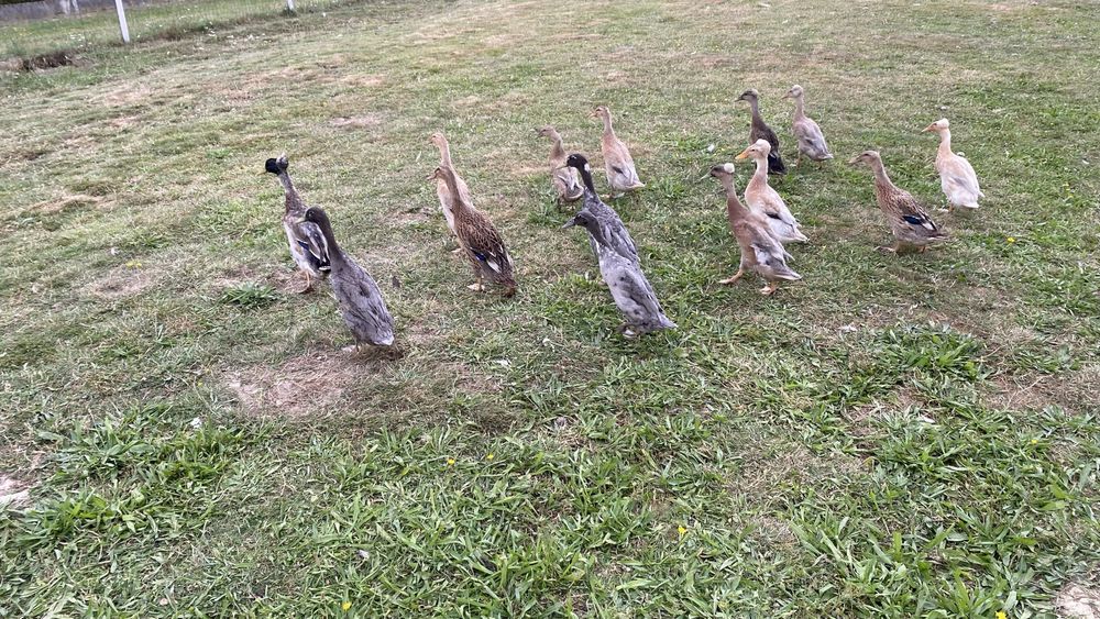 Biegusy indyjskie kaczki i kaczory