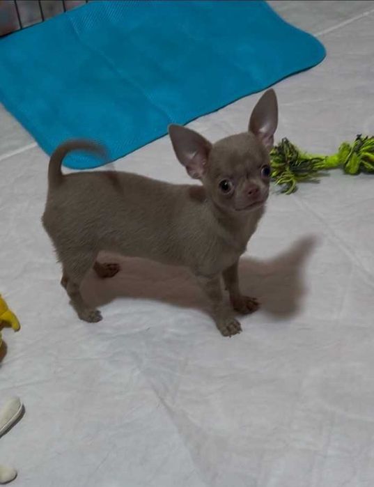 Міні дівчинка. Лілова. Ксу.