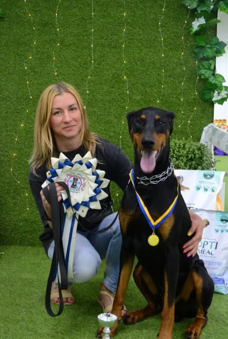 Первая вязка доберман