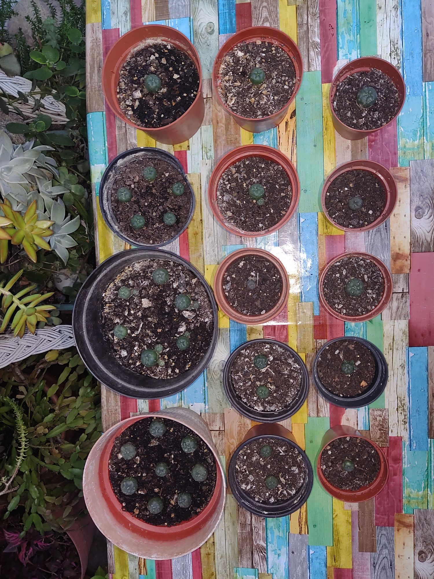 cacto peyote ( Lophophora williamsii )