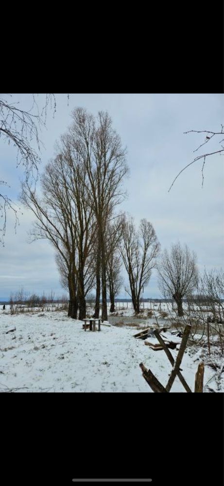 Wycinka drzew i krzewów. Metodą alpinistyczną i tradycyjną