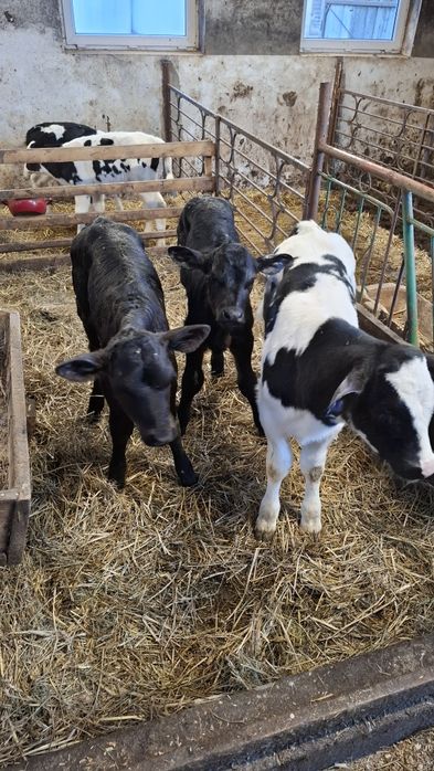 Sprzedam jałoszke rasy BB i 2 byczka rasy ANGUS