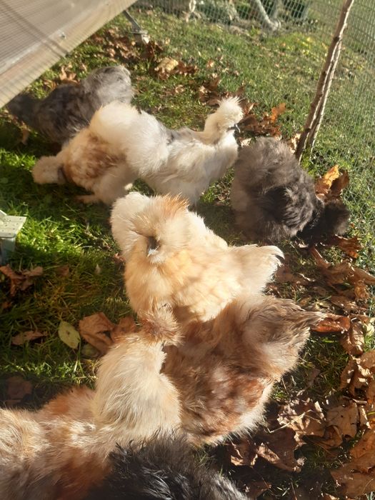 Silka silki młode kogut usa