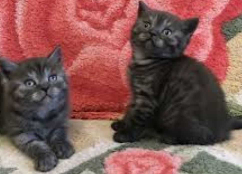 Очаровательные шотландские детки для вас.