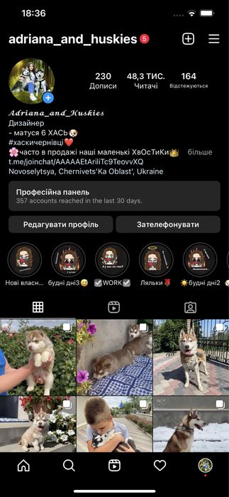 Хаски рижики