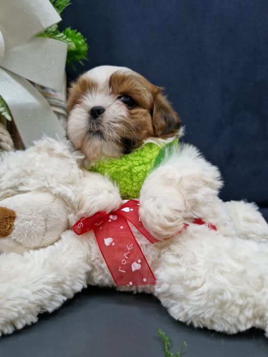 Shih-tzu miniaturka 2xszczepienia legowisko iwyprawka