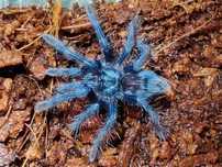 Ptasznik Phormictopus sp. dominican purple L2