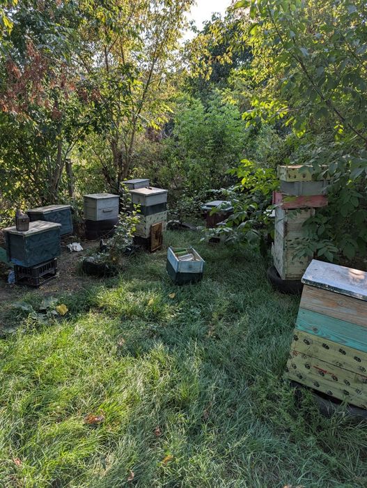 Продам пасіку вулики,