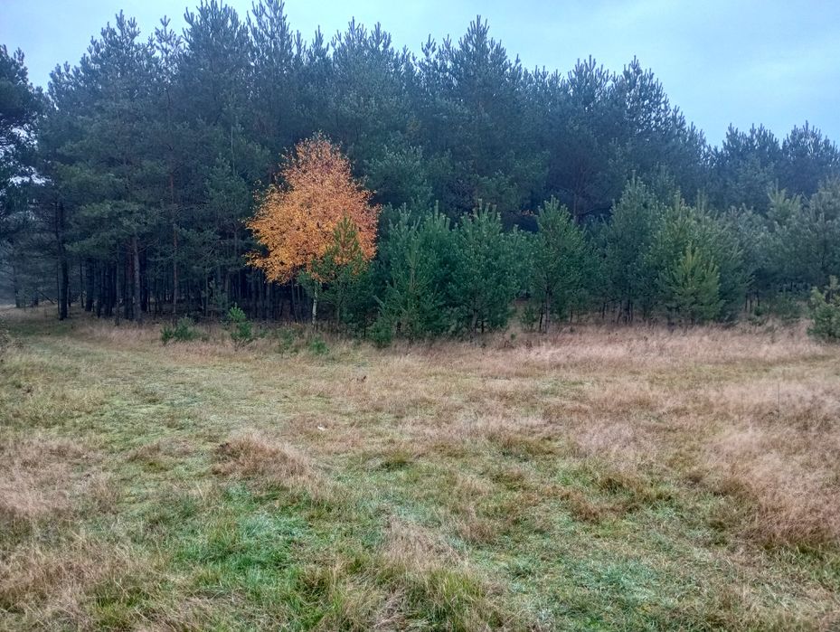 Sprzedam pole-las