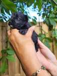 Czarny piesek Maltipoo