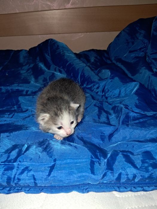 SOS! SOS! SOS!!!  Кошенята в добрі руки!