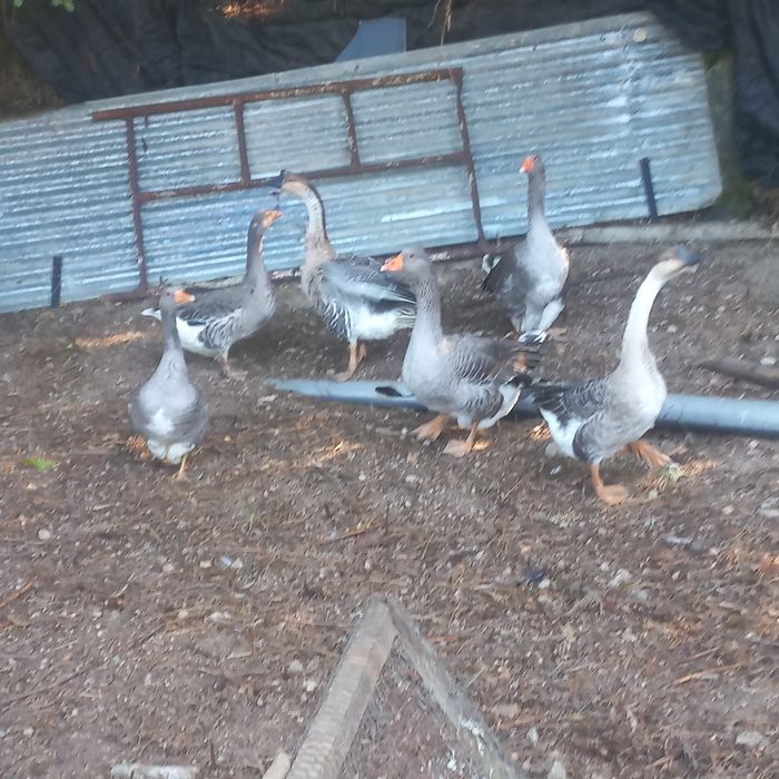 Vendo ou troco por algo do meu interesse