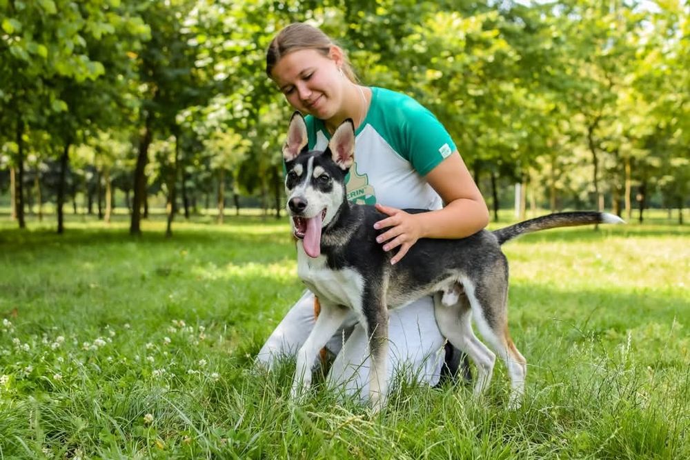 Młodziutki psiak szuka odpowiedzialnego, aktywnego Domu!