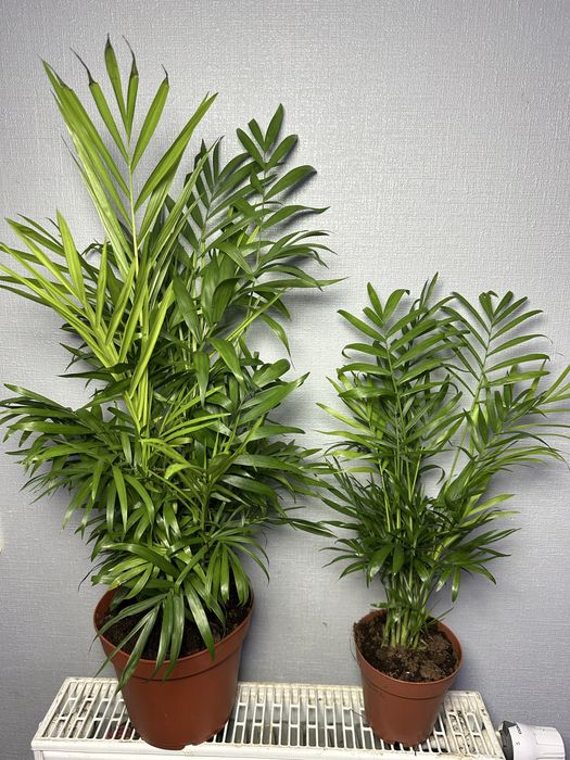 Аглонема Кротон Калатея Дифенбафія Сансівієрія Фікус  Маранта