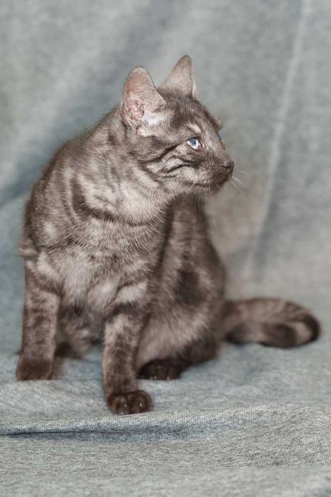 kociak  szuka domu -schronisko Zgierz -aktualne