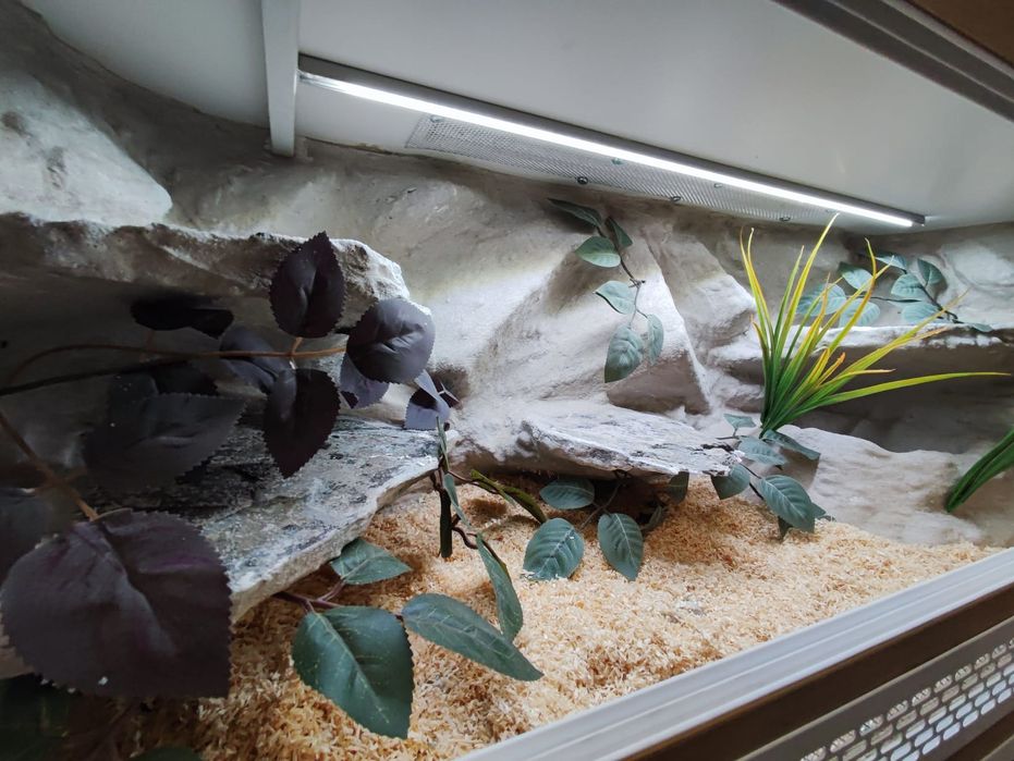 Terrarium 100x40x40 wąż pyton boa PETMARKET