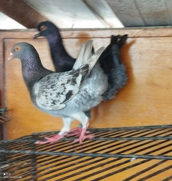 Várias raças de pombos