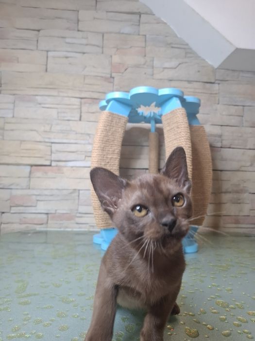 Котята Европейская Бурма с регистрацией клуба