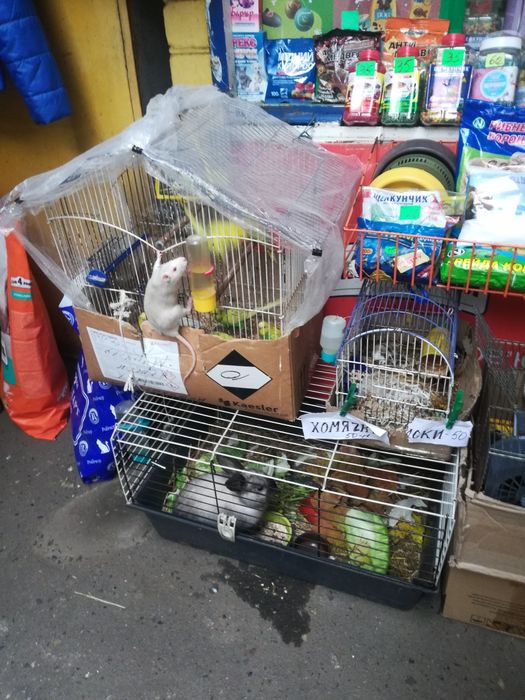 Крыски лариски  ручные