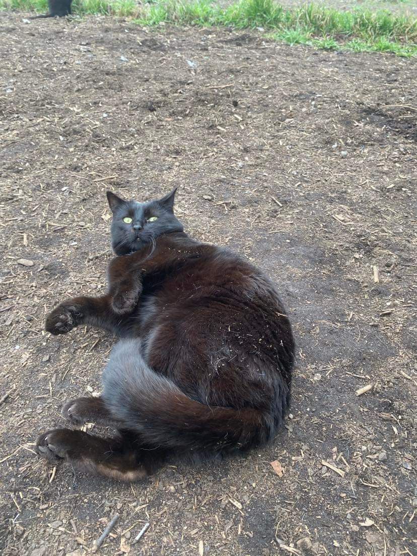 Czarny kocurek Charlie do adopcji!