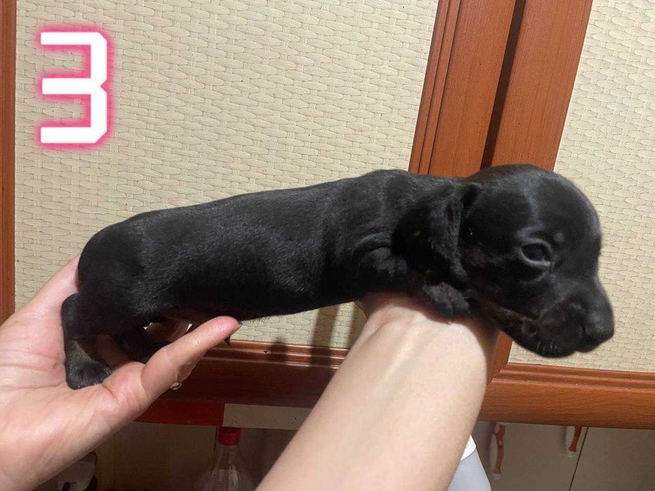 Тигровые чистокровные щенки мини таксы/тигрові цуценята міні