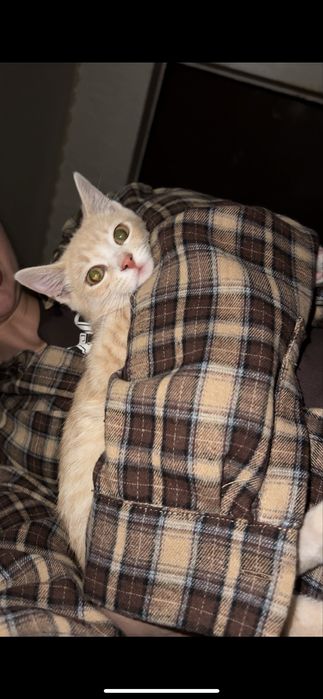 Кошеня безкоштовно