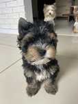 Yorkshire Terrier piesek