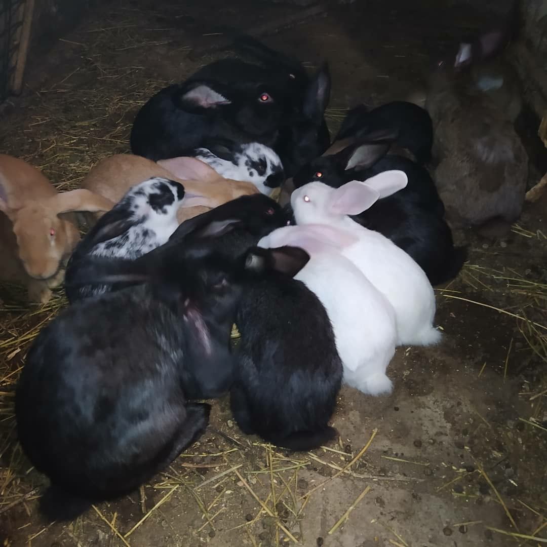 Продам кролів. Є кролі 2 та 3 місяці