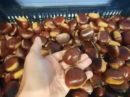 Vendo castanhas novas de qualidade