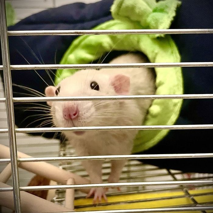 Domek 25 x 25 x 35 gryzonia szczura szynszyla świnki jeża