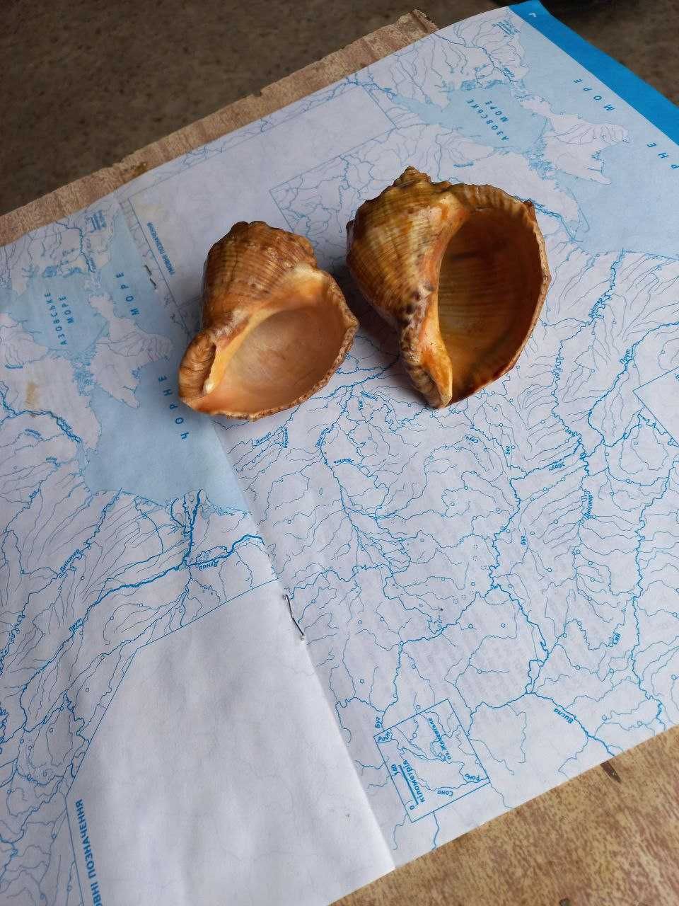 Ракушки (мушлі) морські