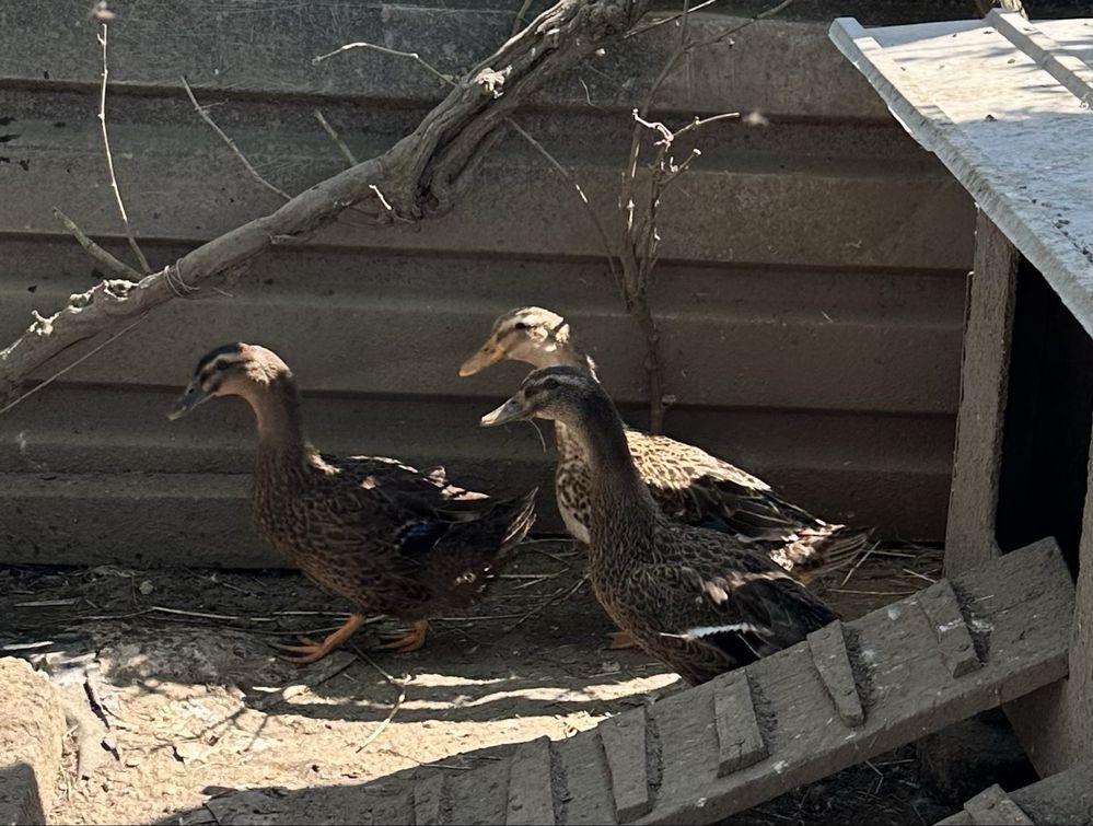 Casal patos rouen