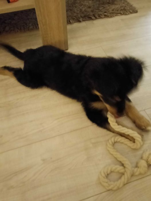 Oddam pieska za darmo