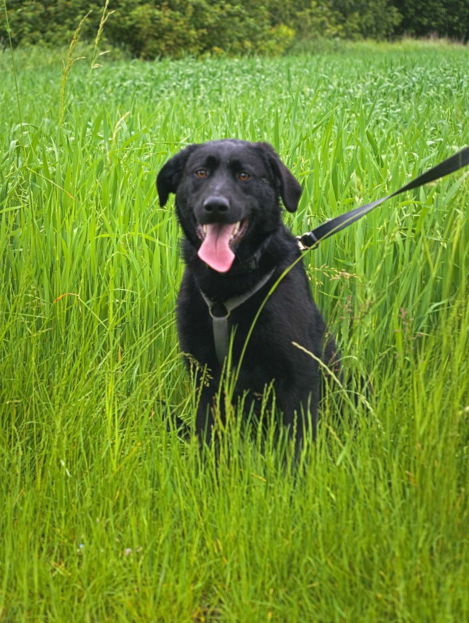 Coffee - skarb w typie labradora do adopcji!