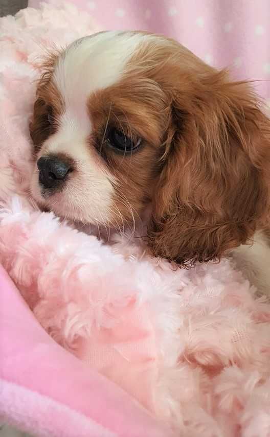 Piesek Cavalier King Charles Spaniel , po FCI. Do odbioru.