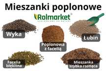 Nasiona Łubin Facelia Gorczyca Wyka Mieszanka poplonowa Poplon Wysyłka