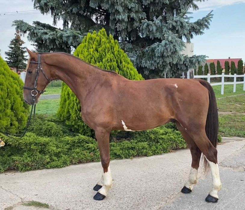 Wałach KWPN na sprzedaż