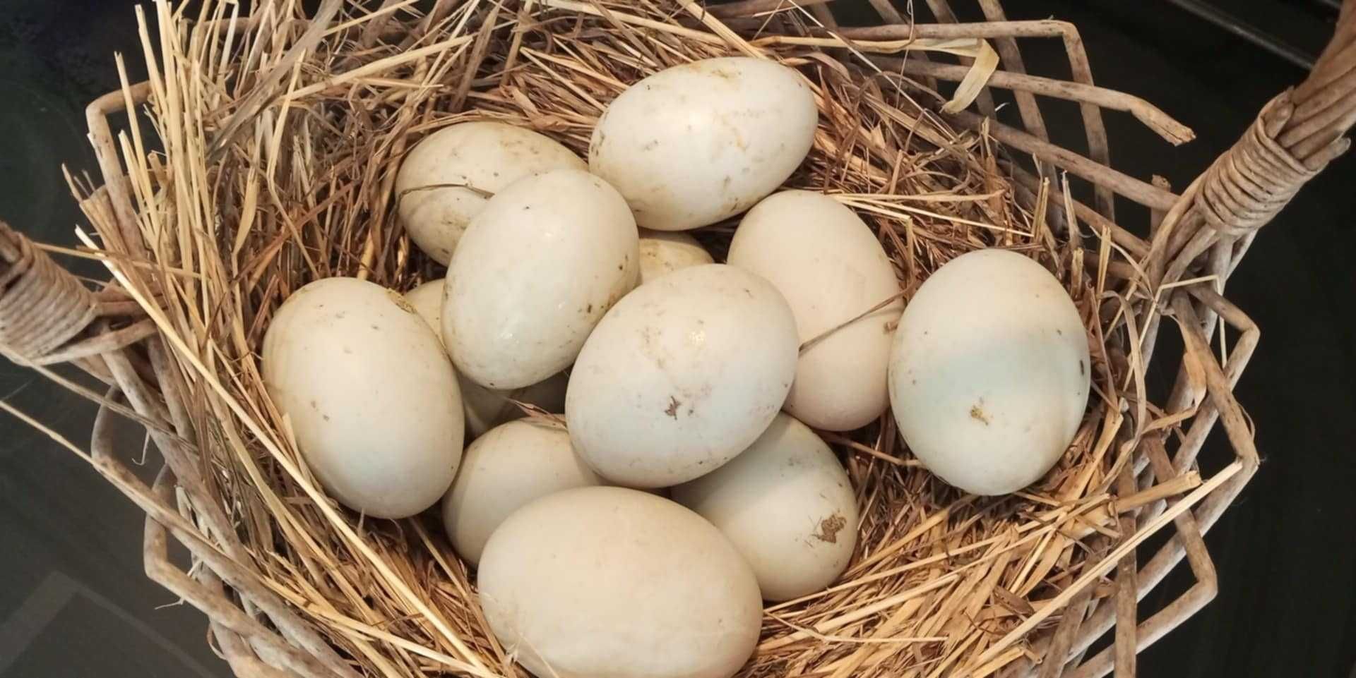 Jaja lęgowe biegusów indyjskich