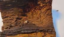 Isopody Cubaris Panda King
