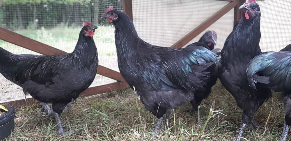 Australorp Czarny Koguty