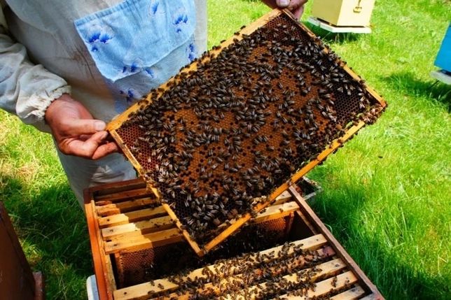 Продам бджолині сім’ї Українка