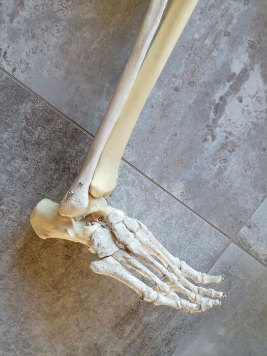 Szkilet edukacyjny człowieka  150 cm