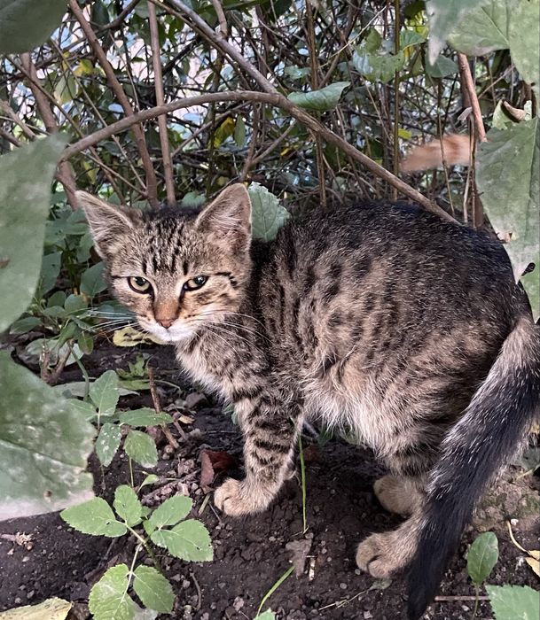 Котик у хороші руки