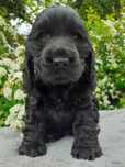 Cocker Spaniel Angielski czarna suczka