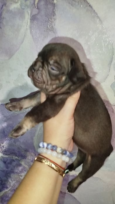 Два хлопчики французький бульдог