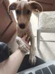 Cachorro cruzado de Epagneul Breton