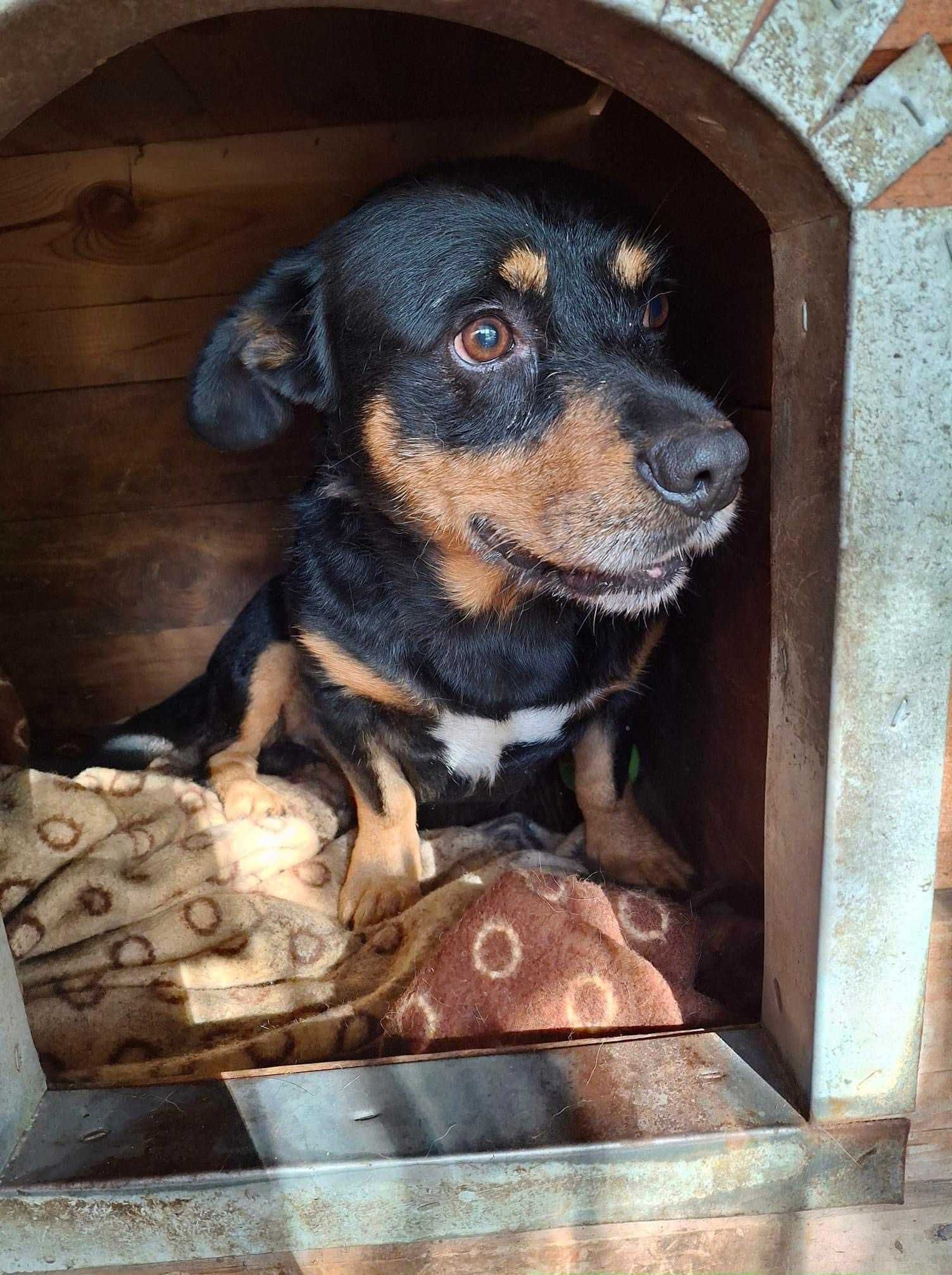 Krokiet pies do adopcji Kalisz Wroclaw Poznan Lodz