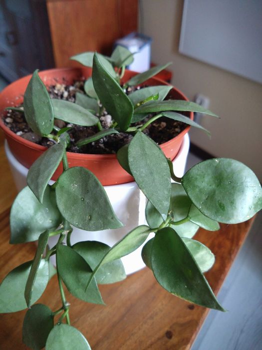 Hoja  krohniana silver eskimo